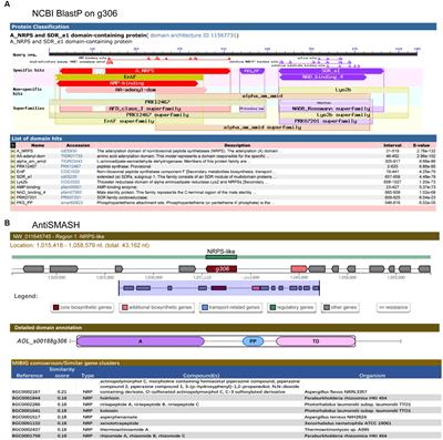 Function discovery of a non-ribosomal peptide synthetase-like encoding gene in the nematode-trapping fungus Arthrobotrys oligospora